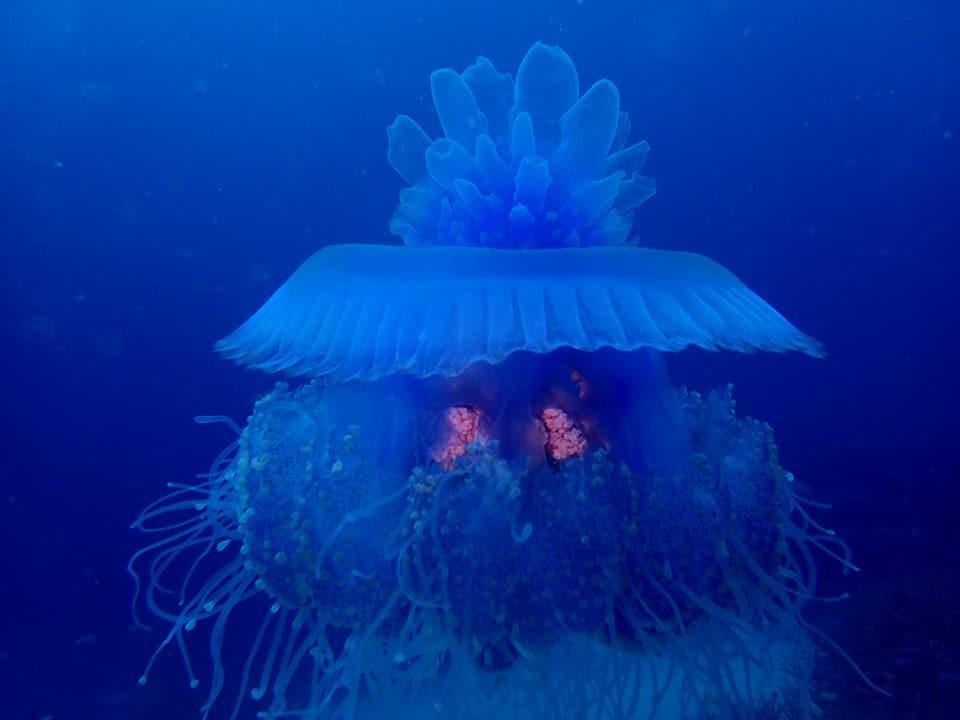 Dolphin Bay Divers Retreat Hotel Vatolotolo Ngoại thất bức ảnh