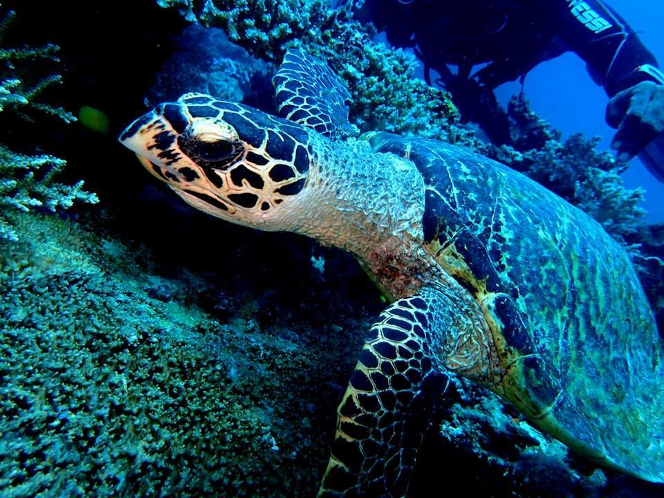 Dolphin Bay Divers Retreat Hotel Vatolotolo Ngoại thất bức ảnh